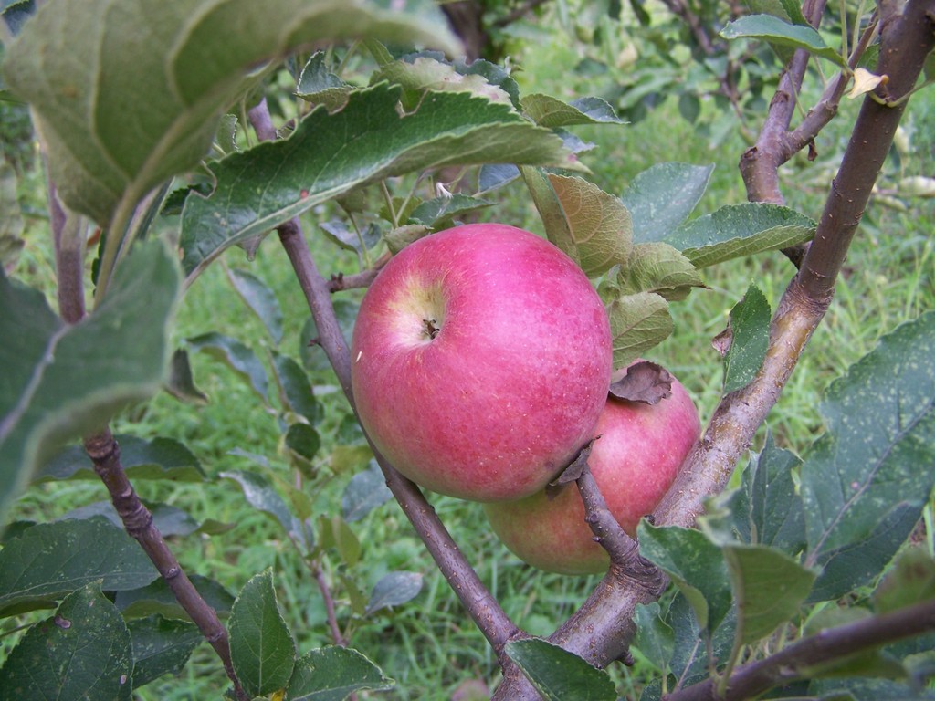 Ранние сорта яблонь для средней